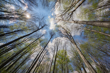 View of tall trees reaching skyward, a symphony of brown trunks and vibrant green leaves against a blue canvas, Klokoc, Bratislava Region, Slovakia.