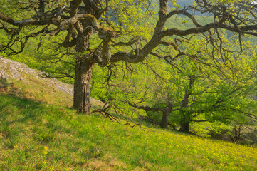 View of twisted tree trunks reach for the sky, amidst a vibrant green meadow dotted with yellow flowers in Klokoc, Plavecke Podhradie, Bratislava Region, Slovakia.