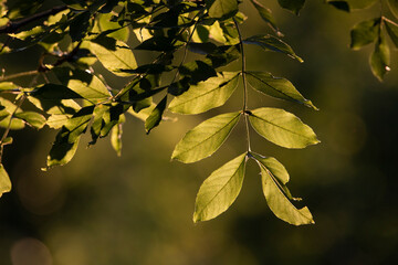 Golden Light Through the Leaves