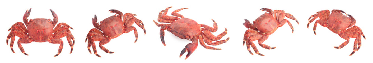 Cooked crab isolated on white, set. Sea food