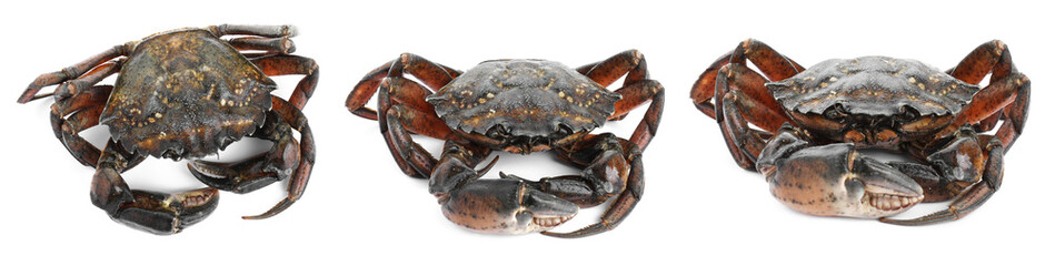 Fresh crab isolated on white, set. Sea food