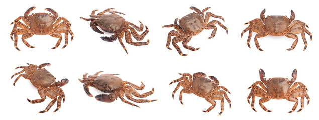 Fresh crab isolated on white, set. Sea food