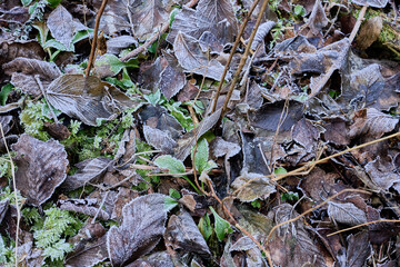 Frosted Forest Leaf Carpet