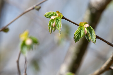 Close up of common Hazel (corylus avellana) buds emerging