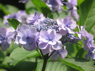 Obraz premium ガクアジサイ