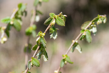 Close up of common Hazel (corylus avellana) buds emerging