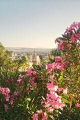 Obraz premium Elevated summer view of city skyline and distant mountains framed by bright pink oleander flowers and green foliage under clear sky