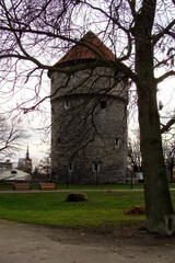 Obraz premium Kiek in de Kök medieval defensive cannon tower in Tallinn Old Town, Estonia, viewed from park with bare tree branches and grass on an overcast day