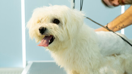 At a pet grooming salon, a middle-aged male groomer is trimming the fur of an adorable Maltese dog with clipper