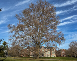 View of a colossal tree with bare branches standing guard over a brick building under a vibrant blue sky with brushstroke clouds, Vassar College Campus, Poughkeepsie, New York, United States.