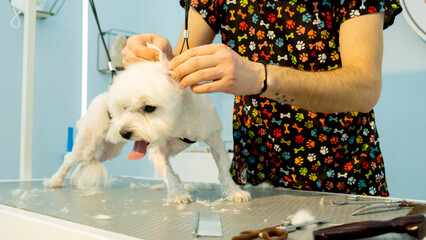 At a pet grooming salon, a middle-aged male groomer is trimming the fur of an adorable Maltese dog...