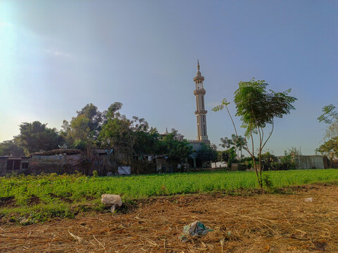 Wide-angle shot of a mosque minaret standing tall behind dense green trees and agricultural farmland in a rural Egyptian village in Monufia. The scene represents rural faith and community.