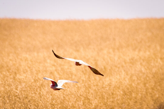 View of two Galah birds soar against a backdrop of golden wheat fields, their pink and grey plumage contrasting with the warm hues of the landscape, Dandaragan, Western Australia, Australia.