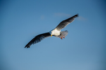 seagull in flight