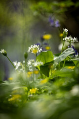 Wild garlic and other flowers growing in Sussex woodland, on a sunny spring morning