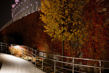 Autumnal scene with a curved walkway, colourful trees, and a modern building at night. The illuminated walkway leads the eye through a beautiful display of fall foliage and urban architecture at night