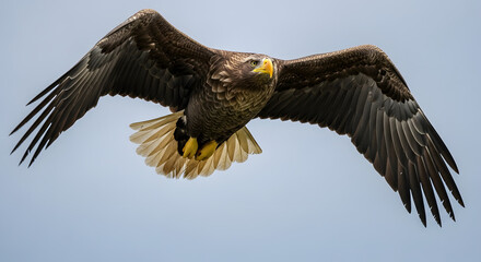 Fototapeta premium Sharp Close-Up Eagle in Flight with Fully Spread Wings – Powerful Wildlife Portrait