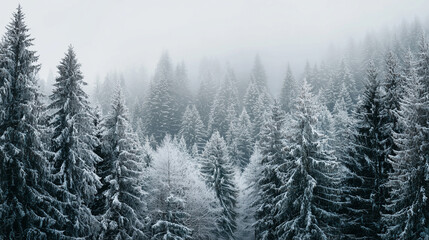 Snowy evergreen forest in fog during calm winter morning