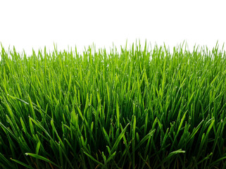 Fresh green grass PNG isolated on transparent background, vibrant lawn blades for spring and nature-themed designs