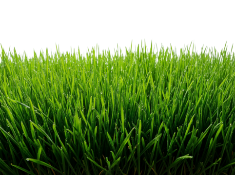 Fresh green grass PNG isolated on transparent background, vibrant lawn blades for spring and nature-themed designs