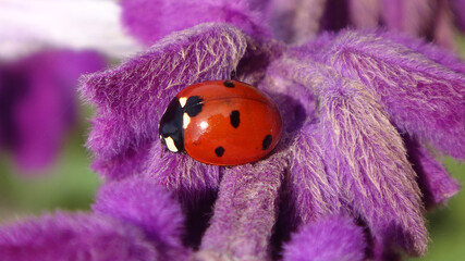 Seven-spot ladybird beetle (Coccinella septempunctata) on the Mexican bush sage flowers
