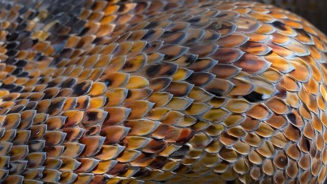 Detailed macro shot showcasing the scales of a reticulated python. The vibrant orange and dark brown pattern on the snake's skin highlights the reptile's unique beauty, suitable for educational