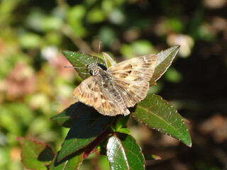 Mallow skipper (Carcharodus alceae) butterfly, male resting on abelia leaves