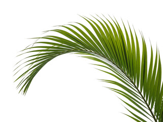 Obraz premium Graceful golden palm frond PNG isolated on transparent backdrop, tropical leaf for exotic designs and summer themes