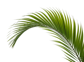 Graceful golden palm frond PNG isolated on transparent backdrop, tropical leaf for exotic designs and summer themes