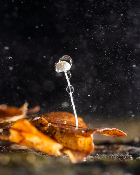 View of a delicate mushroom with water droplets clinging to its stem, nestled on a decaying orange leaf against a blurred black backdrop, The Chilterns, Oxfordshire, England, United Kingdom.
