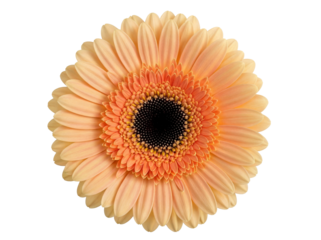 Peach gerbera daisy isolated PNG on transparent background, beautiful flower blossom for spring and summer designs