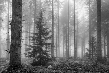 View of a monochrome forest with tall trees piercing through a thick fog, creating a serene and ethereal atmosphere, The Chilterns, Oxfordshire, England, United Kingdom.