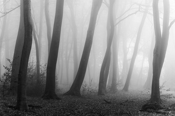 View of ghostly trees stand tall, their bare branches veiled in a thick, ethereal mist, creating an eerie and enchanting scene, The Chilterns, Oxfordshire, England, United Kingdom.