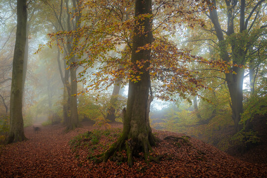 View of golden light filters through the dense, misty forest, illuminating the fallen leaves and towering trees in a captivating autumnal scene, The Chilterns, Oxfordshire, England, United Kingdom.
