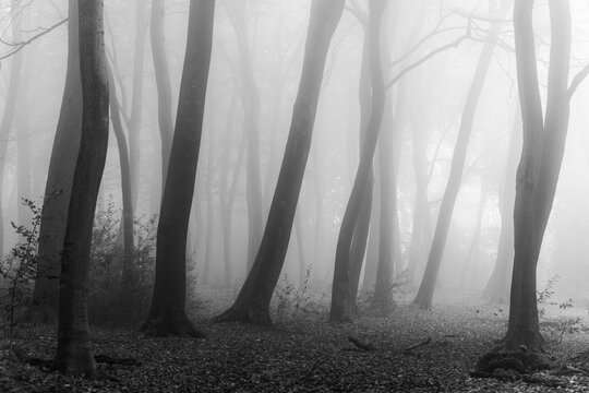 View of ghostly trees stand tall, their bare branches veiled in a thick, ethereal mist, creating an eerie and enchanting scene, The Chilterns, Oxfordshire, England, United Kingdom.