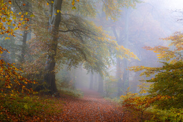 View of a misty path winding through a forest of trees with autumn leaves in varying shades of gold and green, The Chilterns, Oxfordshire, England, United Kingdom.