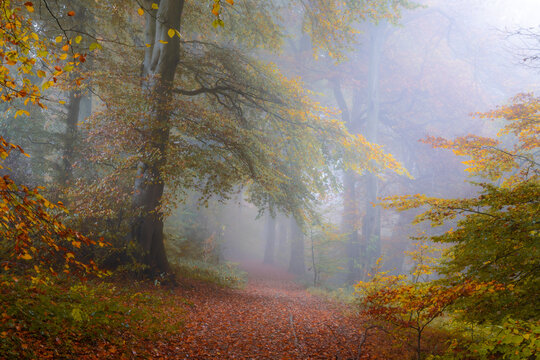 View of a misty path winding through a forest of trees with autumn leaves in varying shades of gold and green, The Chilterns, Oxfordshire, England, United Kingdom.