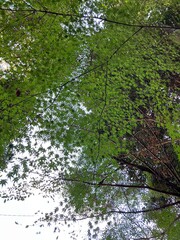 見上げる緑の森