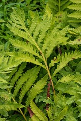 Close-up of bright green fern leaves covered in water droplets, showcasing the plant's vibrant color and intricate texture.