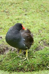 A vibrant common moorhen is standing alert on a patch of green grass with its plumage contrasting the nature around it.