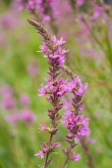 A close up image of a group of pretty purple loosestrife flowers with a green background. The image is soft and calming to view.