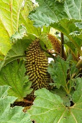 A towering Brazilian giant-rhubarb, Gunnera manicata plant with distinctive cone-shaped flowers and large, textured leaves