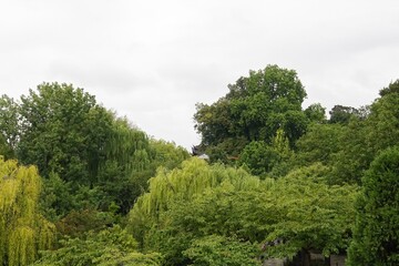 Lush green canopy of mixed trees under an overcast sky, creating a tranquil woodland scene with nature's rich textures and tones.