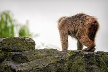 A furry primate with brown fur stands atop a mossy rock, back facing the viewer, against a blurred natural backdrop of sky and greenery.