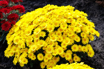 A bed of yellow chrysanthemums, close-up. A lush mound of yellow chrysanthemums blooming intensely against dark soil, creating a vivid botanical seasonal accent.