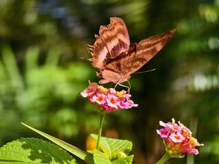 Butterflies are sucking the nectar of Camara lantana flowers