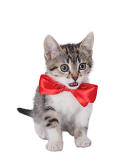 Surprised tabby kitten, open mouth, wearing a red satin bow tie, isolated on a transparent PNG background, high-key studio cutout ideal for holiday marketing, greeting cards, children’s products, and 