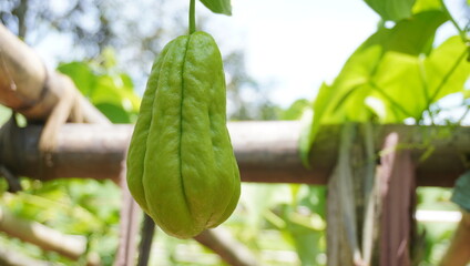 Chayote, also known as vegetable pear, mirliton, and christophine