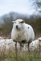 White sheep standing in an autumn meadow with flock resting behind