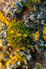 Macro close-up of colorful moss and lichen growing on tree bark
